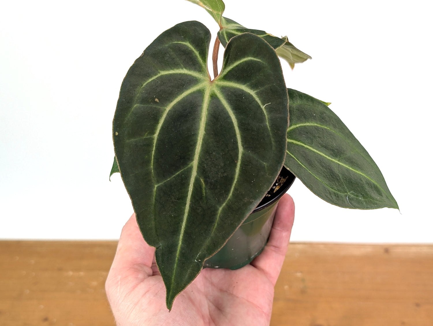 Anthurium Besseae