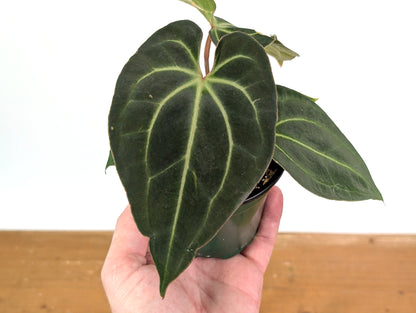 Anthurium Besseae