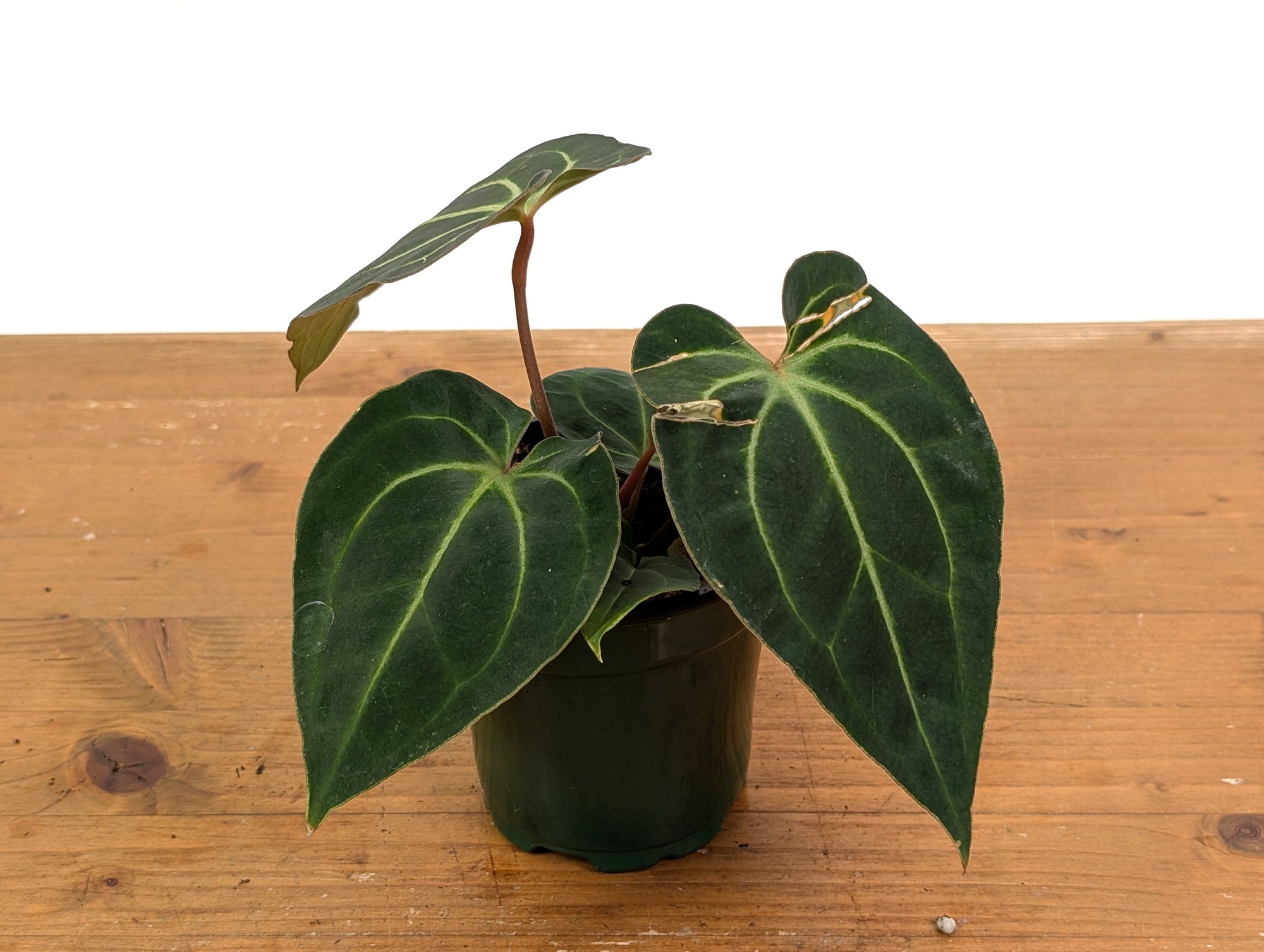 anthurium brenesii Anthurium besseae