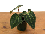 Anthurium Besseae