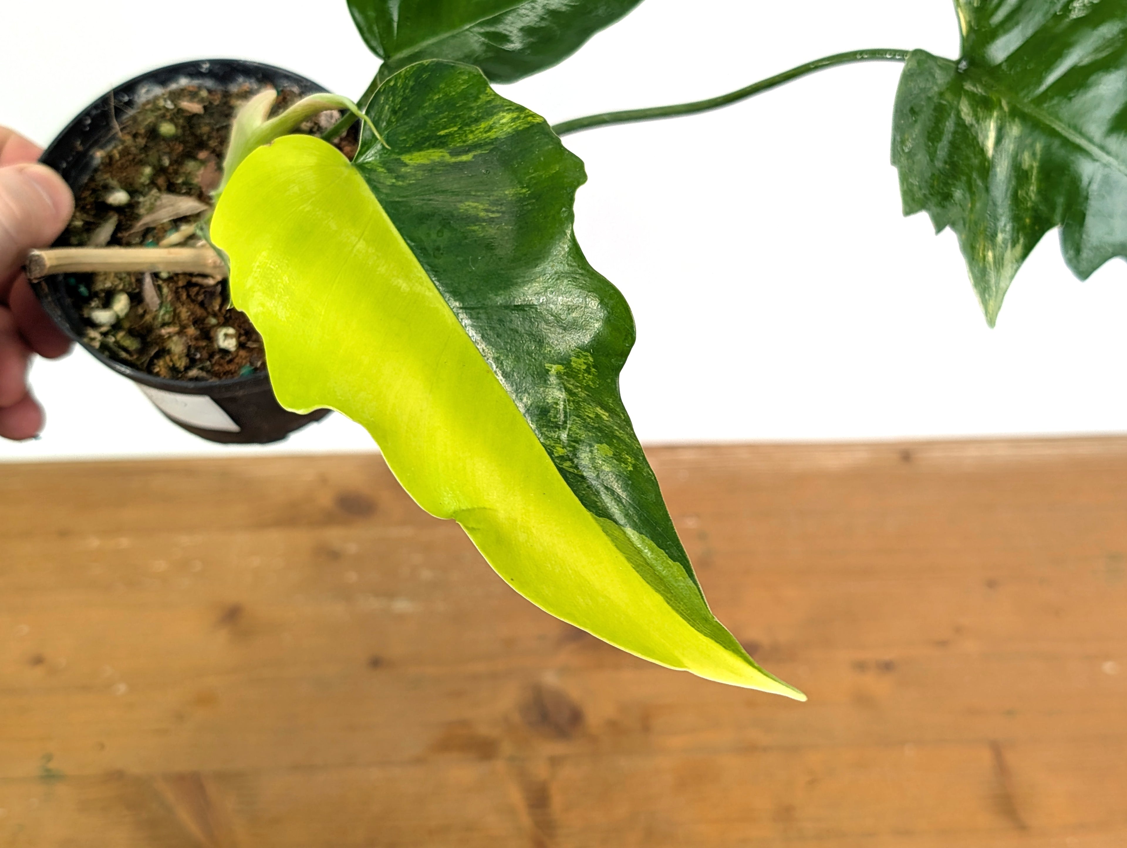 Philodendron Florida Beauty x Mayoi Variegated - Exact Plant Pictured 52C