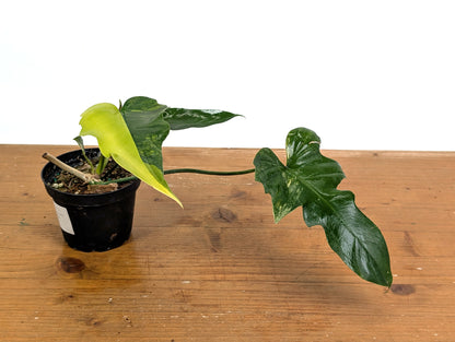 Philodendron Florida Beauty x Mayoi Variegated - Exact Plant Pictured 52C