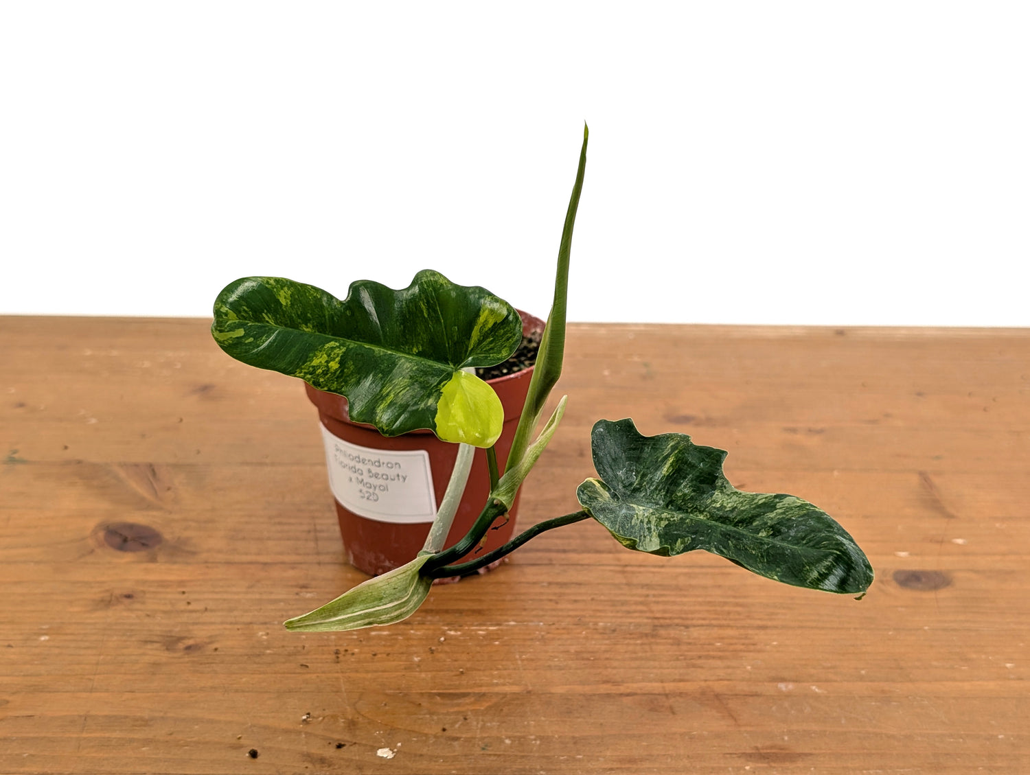 Philodendron Florida Beauty x Mayoi Variegated - Exact Plant Pictured 52D