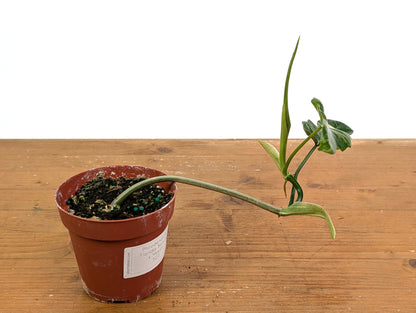 Philodendron Florida Beauty x Mayoi Variegated - Exact Plant Pictured 52D