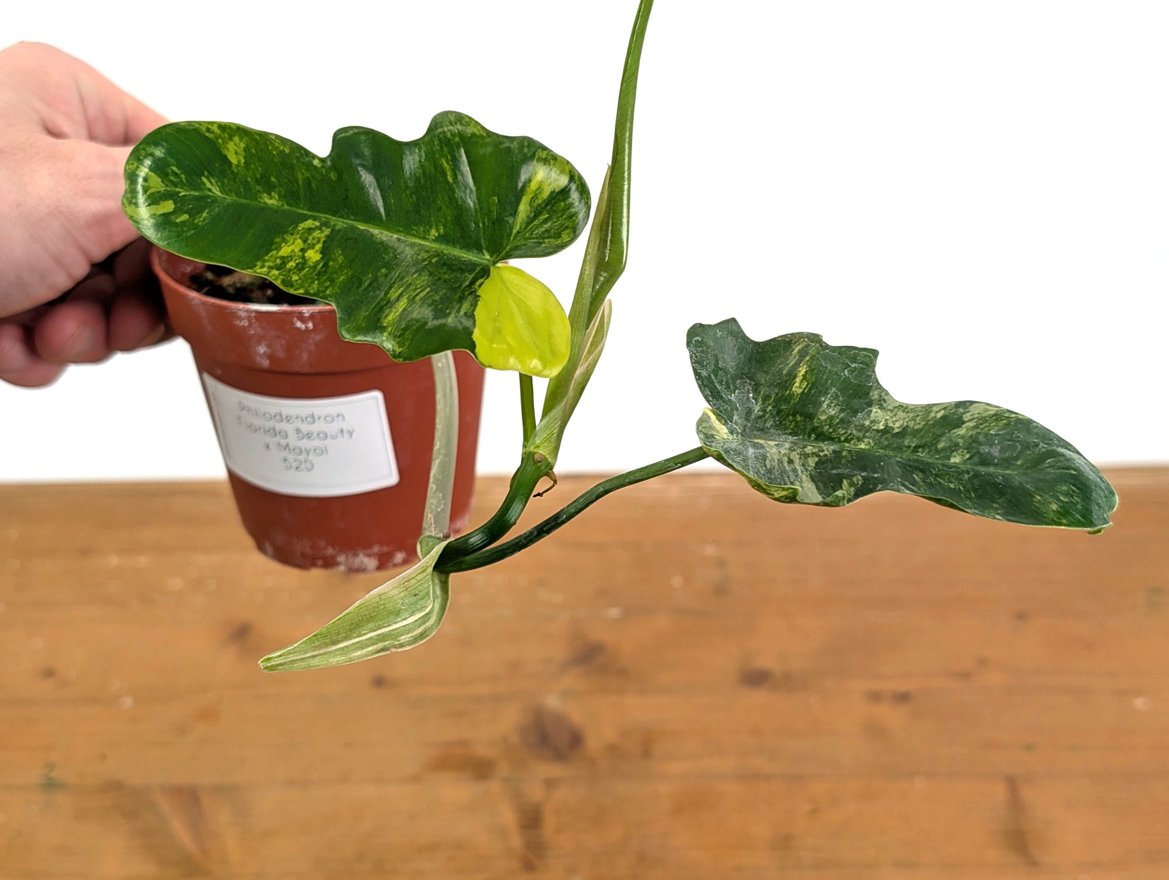 Philodendron Florida Beauty x Mayoi Variegated - Exact Plant Pictured 52D