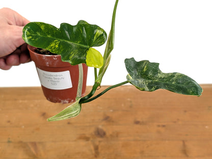 Philodendron Florida Beauty x Mayoi Variegated - Exact Plant Pictured 52D