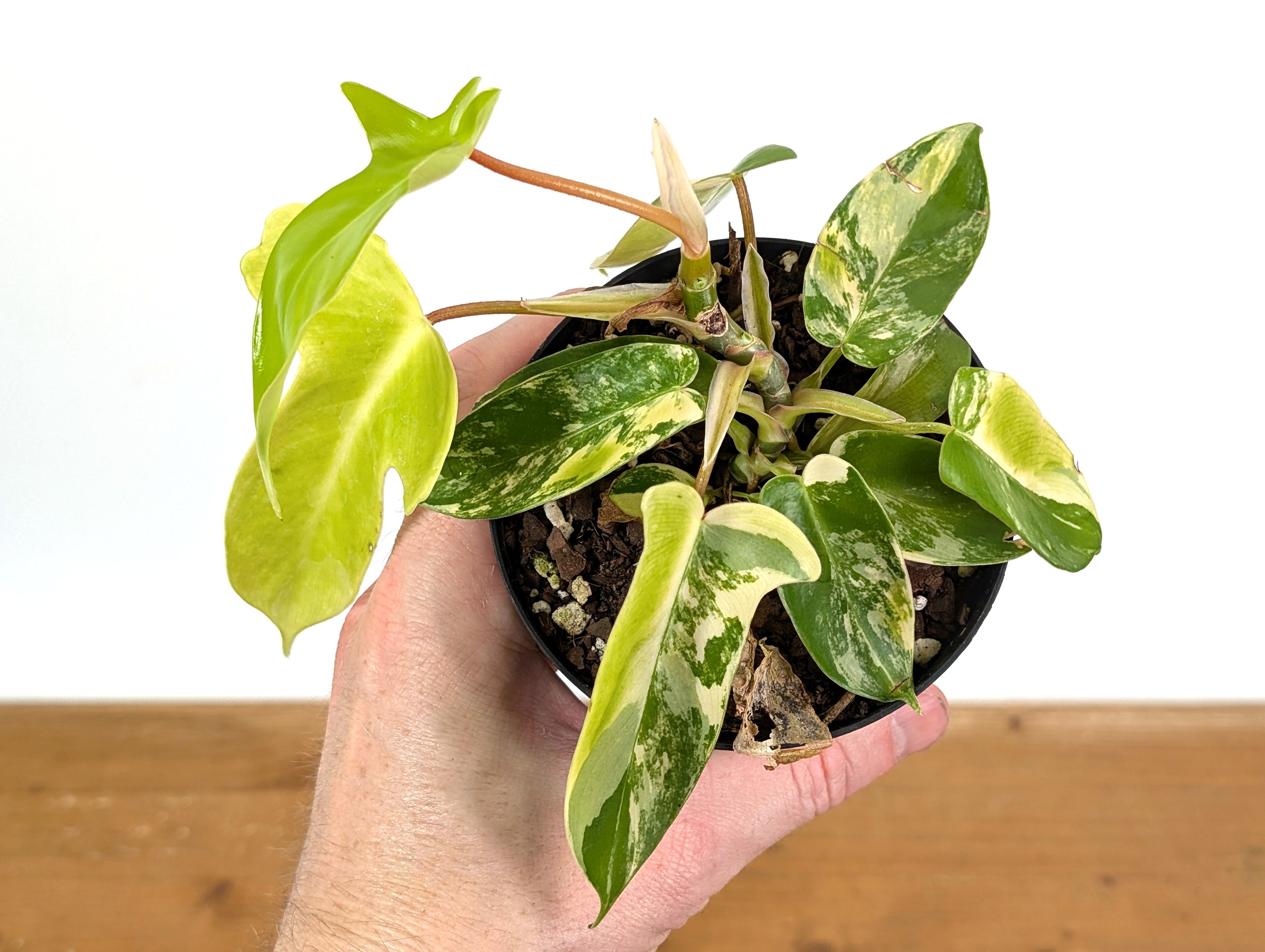 HIGH COLOR Variegated Philodendron Florida Beauty Unique Variegation Exact Plant Pictured