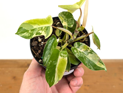 HIGH COLOR Variegated Philodendron Florida Beauty Unique Variegation Exact Plant Pictured