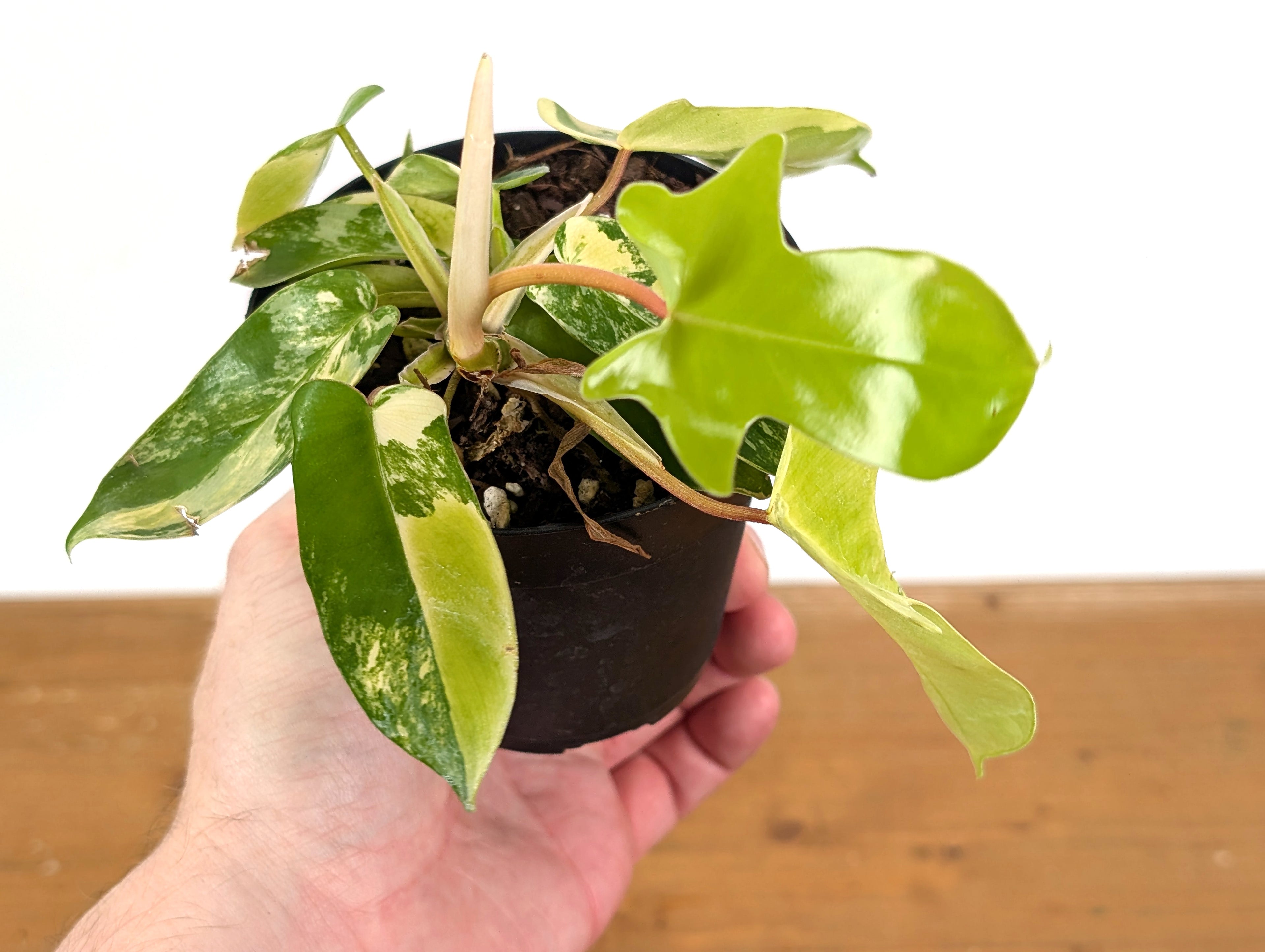 HIGH COLOR Variegated Philodendron Florida Beauty Unique Variegation Exact Plant Pictured