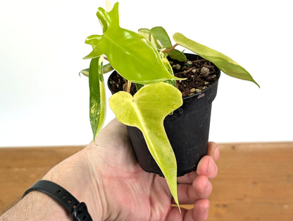 HIGH COLOR Variegated Philodendron Florida Beauty Unique Variegation Exact Plant Pictured