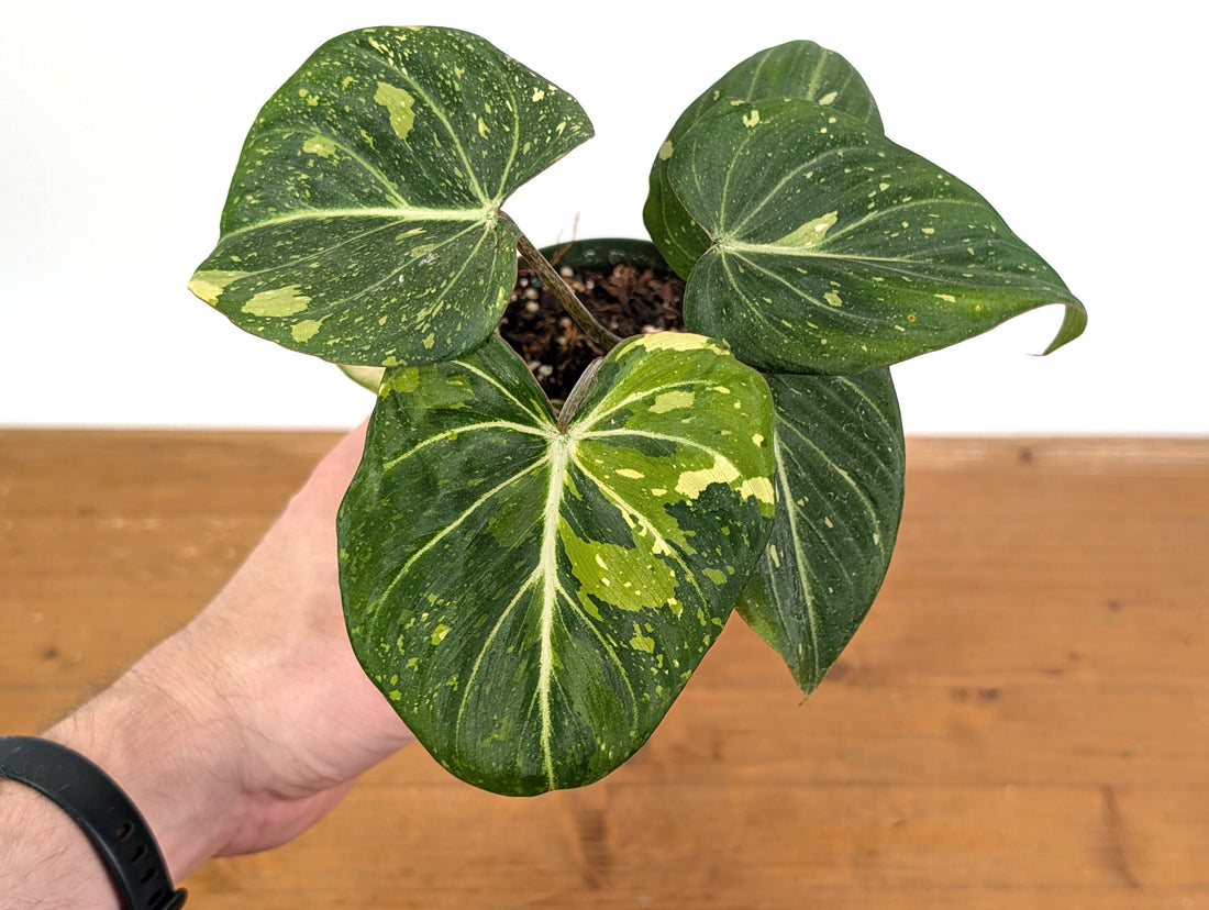 Philodendron Gloriosum Variegated - EXACT Plant 