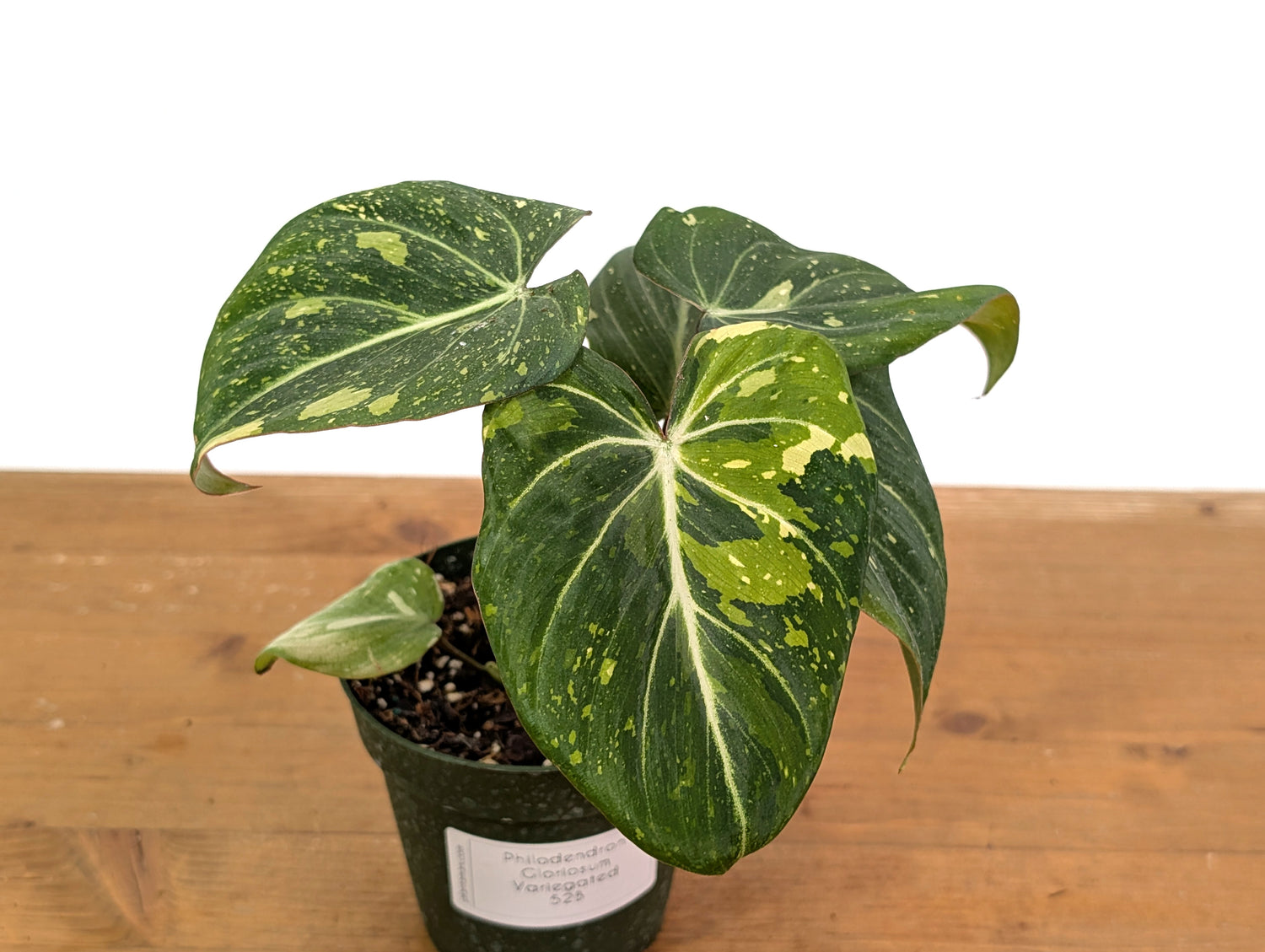 Philodendron Gloriosum Variegated - EXACT Plant 