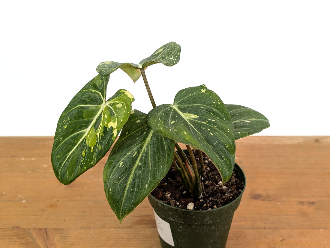 Philodendron Gloriosum Variegated - EXACT Plant 