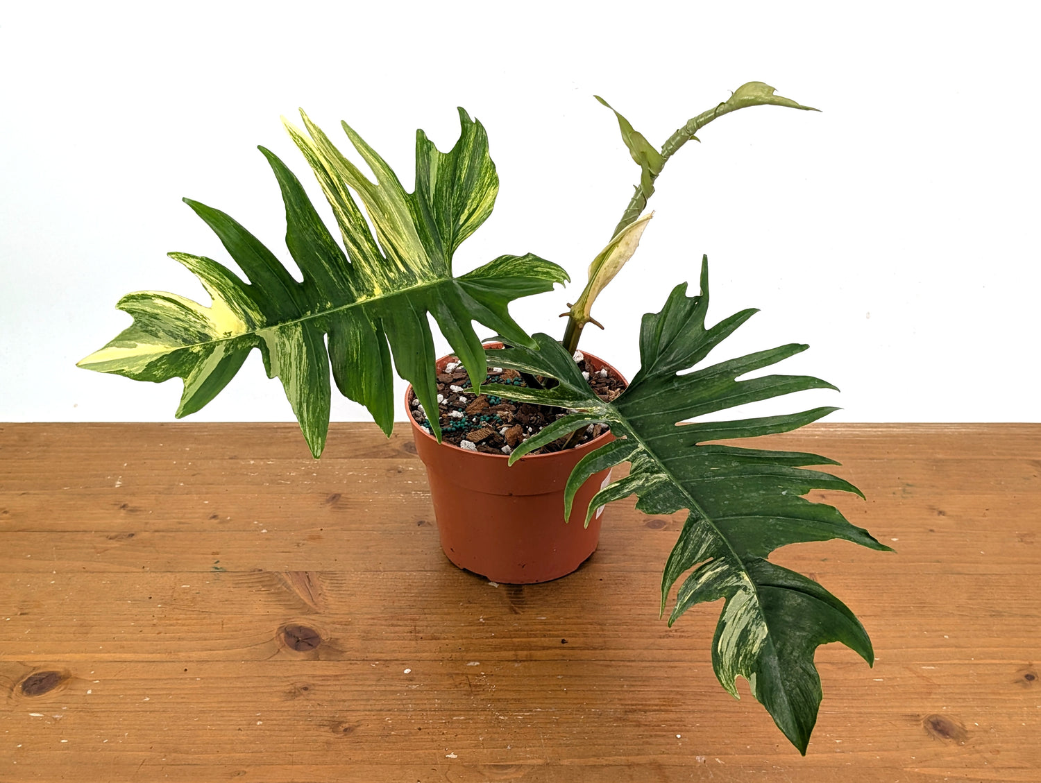 Philodendron Florida Beauty x Tortum Variegated Exact Plant 