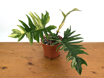 Philodendron Florida Beauty x Tortum Variegated Exact Plant 