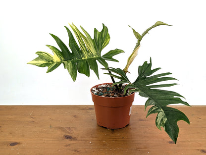 Philodendron Florida Beauty x Tortum Variegated Exact Plant 
