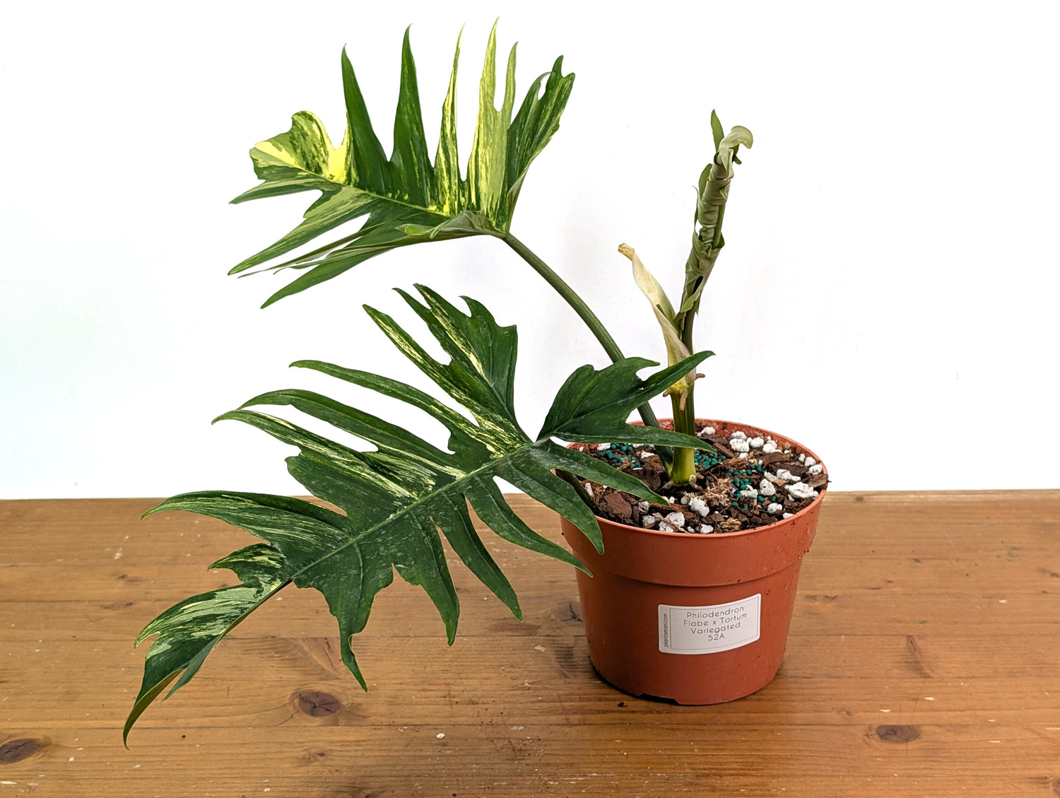 Philodendron Florida Beauty x Tortum Variegated Exact Plant 