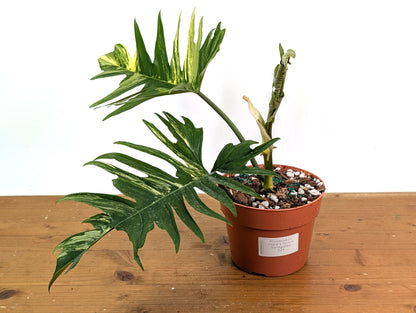 Philodendron Florida Beauty x Tortum Variegated Exact Plant 