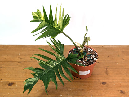 Philodendron Florida Beauty x Tortum Variegated Exact Plant 