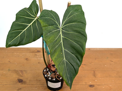 Philodendron Gloriosum x Maximum 4 Inch Pot - Exact  