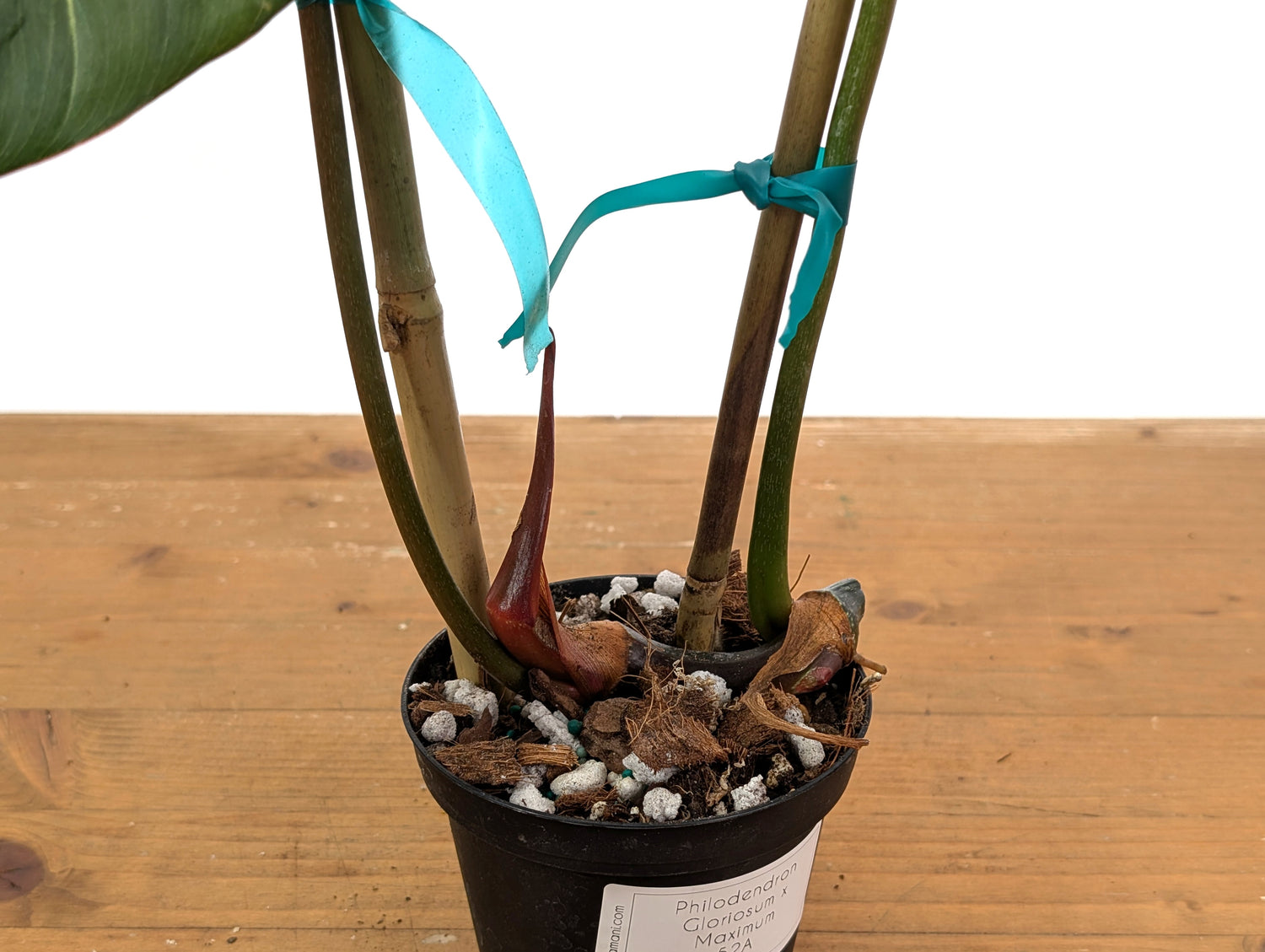 Philodendron Gloriosum x Maximum 4 Inch Pot - Exact  