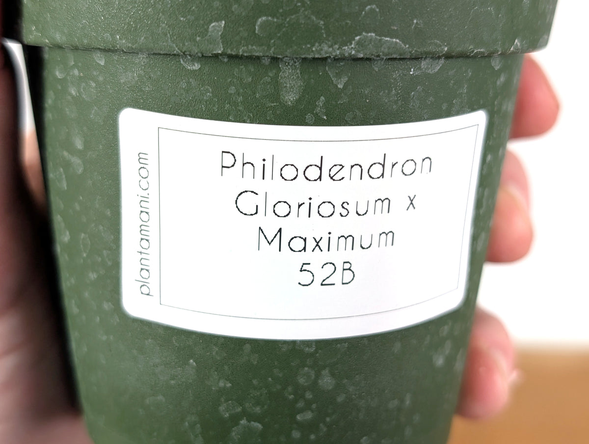 Philodendron Gloriosum x Maximum 4 Inch Pot - Exact  #52B
