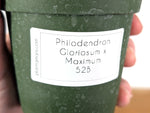 Philodendron Gloriosum x Maximum 4 Inch Pot - Exact  #52B