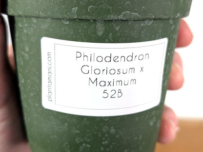 Philodendron Gloriosum x Maximum 4 Inch Pot - Exact  