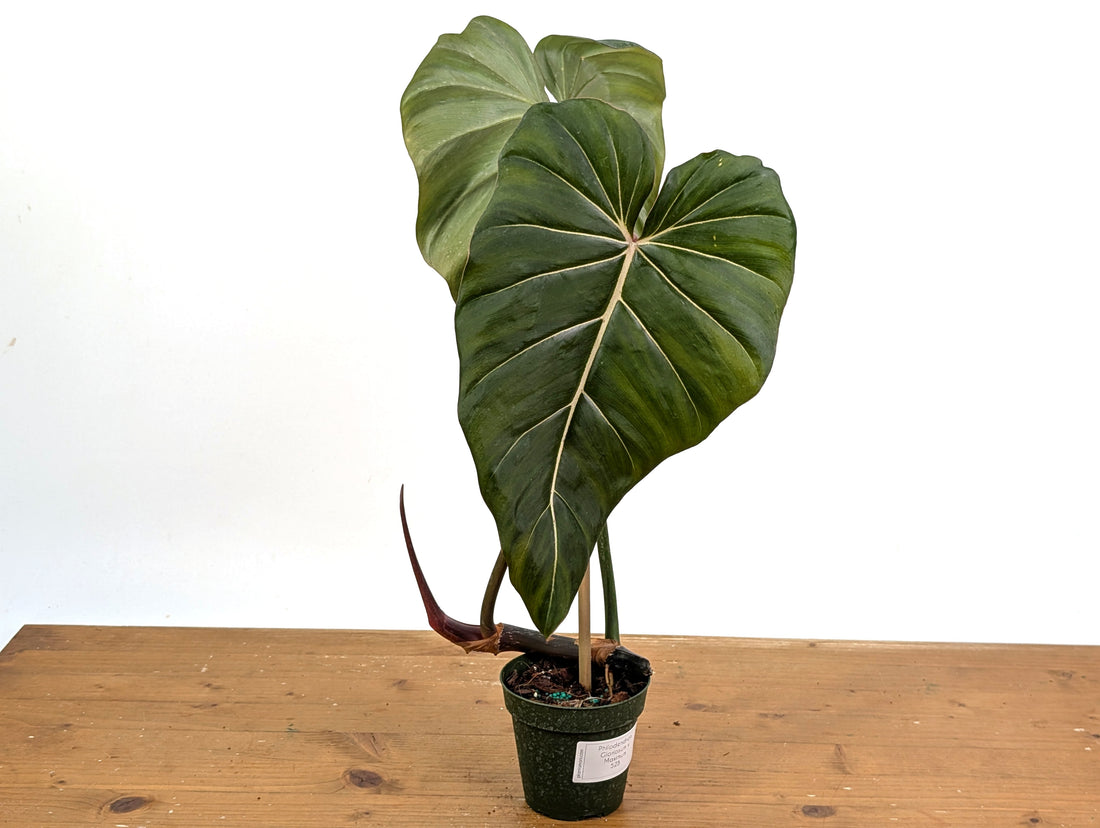 Philodendron Gloriosum x Maximum 4 Inch Pot - Exact  