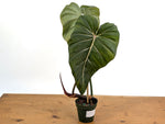 Philodendron Gloriosum x Maximum 4 Inch Pot - Exact  #52B
