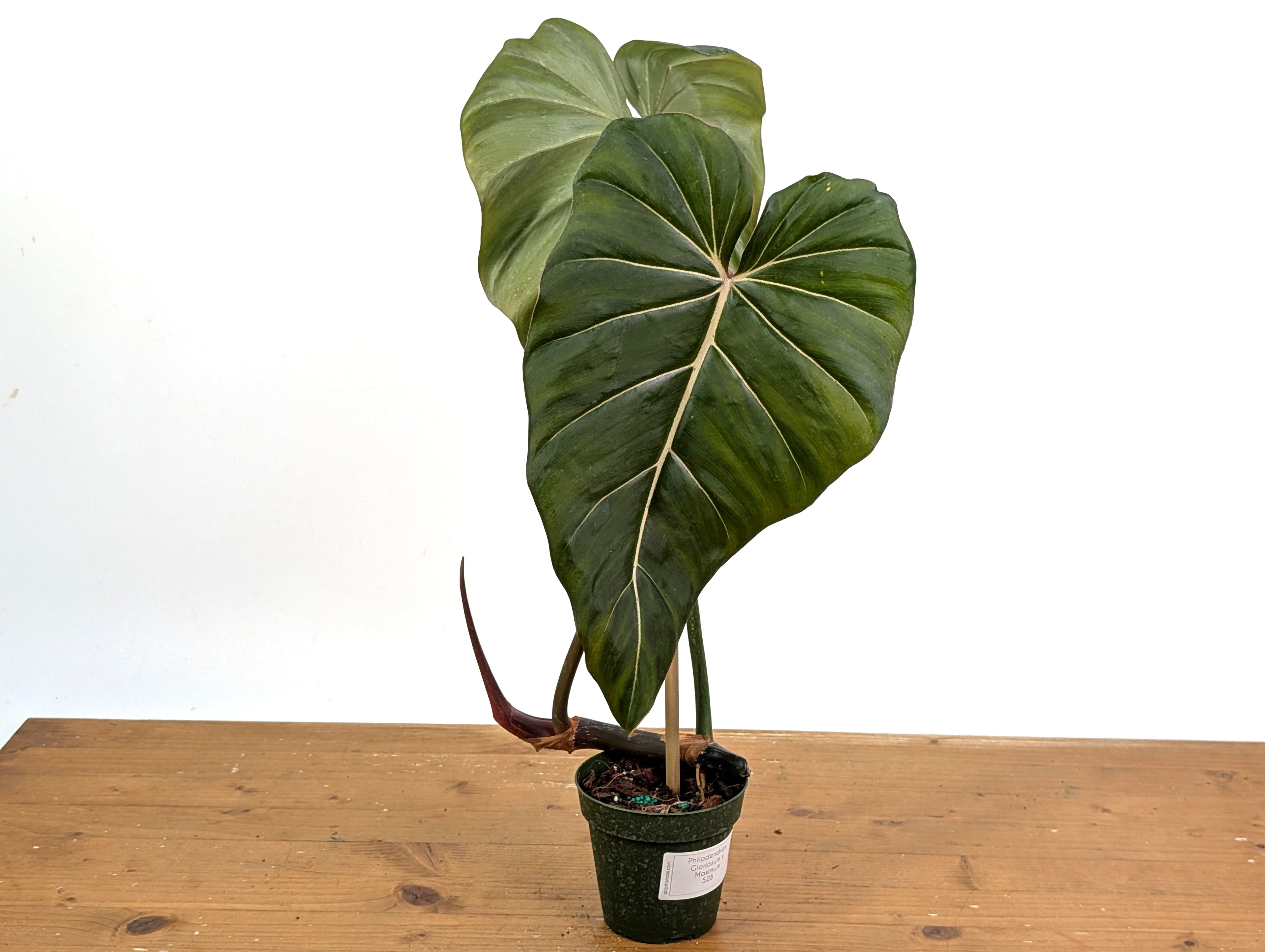Philodendron Gloriosum x Maximum 4 Inch Pot - Exact  