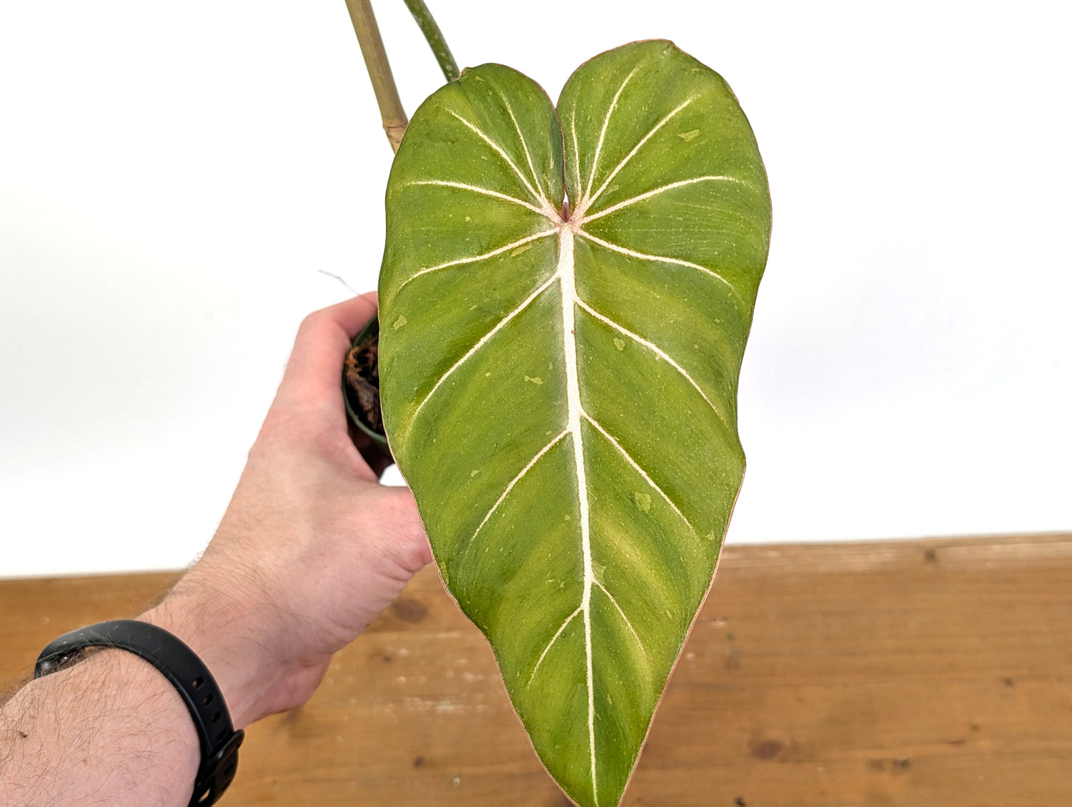 Variegated Philodendron Gloriosum x Maximum - Exact 52C