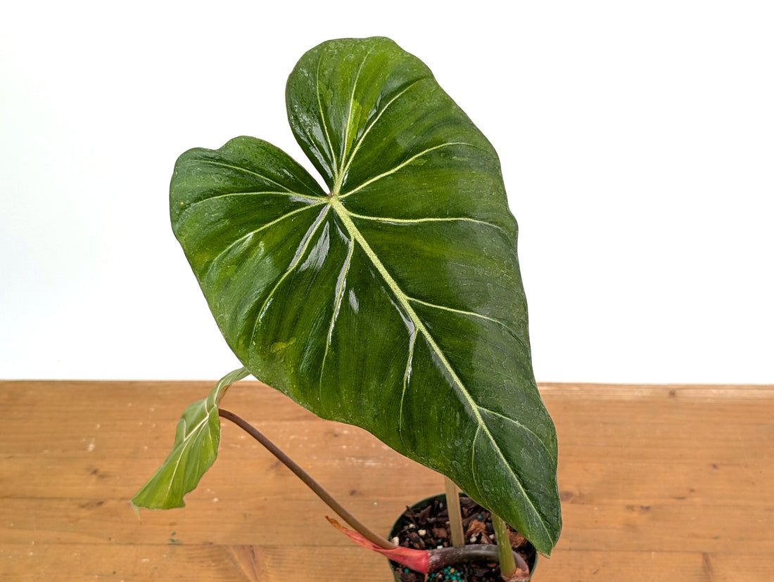 Variegated Philodendron Gloriosum x Maximum - Exact 52C