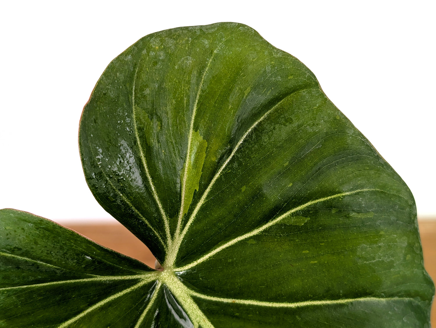 Variegated Philodendron Gloriosum x Maximum - Exact 52C