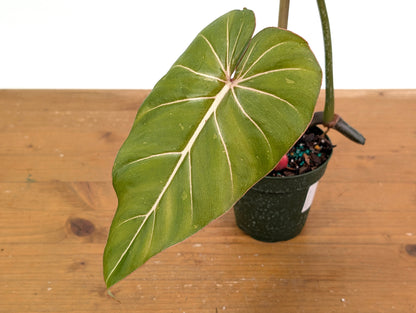 Variegated Philodendron Gloriosum x Maximum - Exact 52C