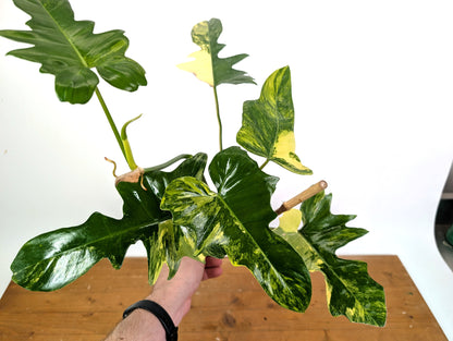 Philodendron Florida Beauty x Mayoi Variegated - Exact Plant Pictured 30A