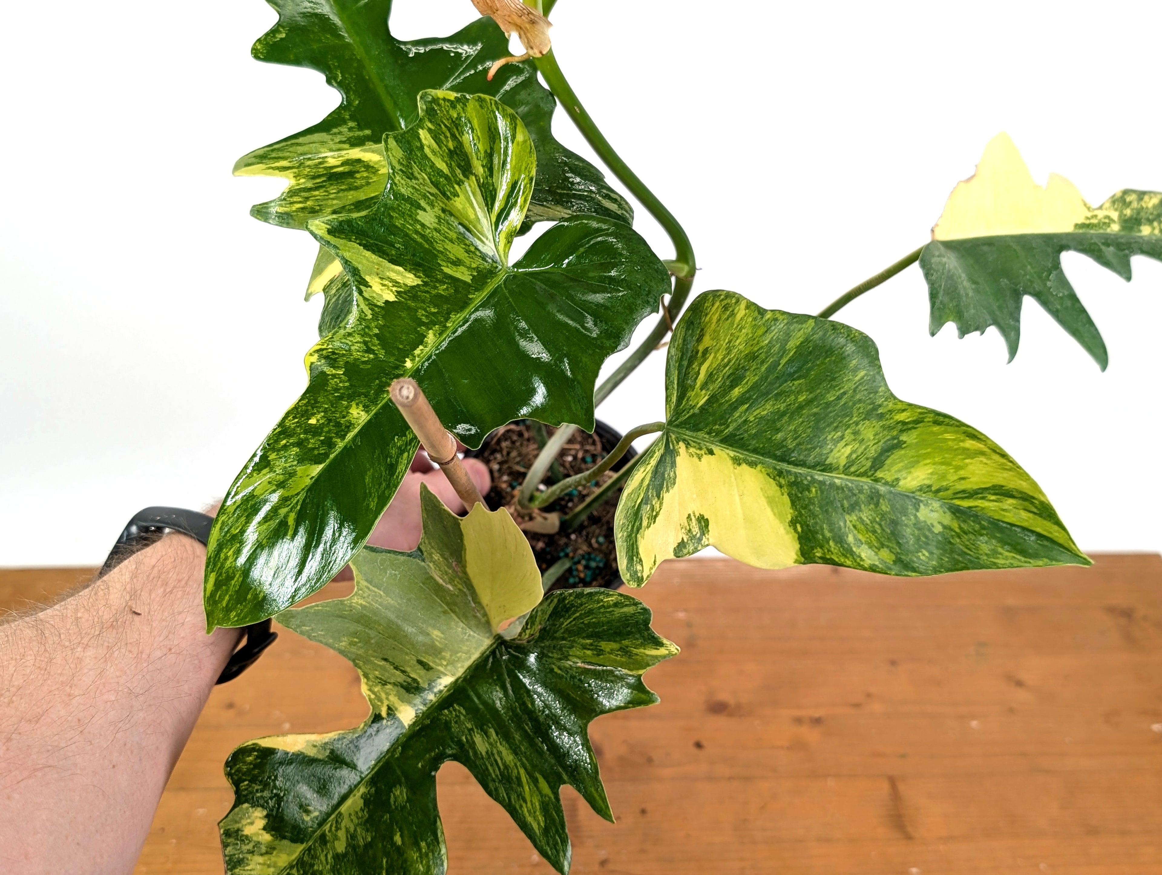 Philodendron Florida Beauty x Mayoi Variegated - Exact Plant Pictured 30A