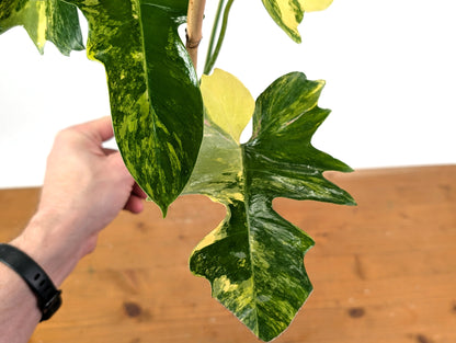 Philodendron Florida Beauty x Mayoi Variegated - Exact Plant Pictured 30A