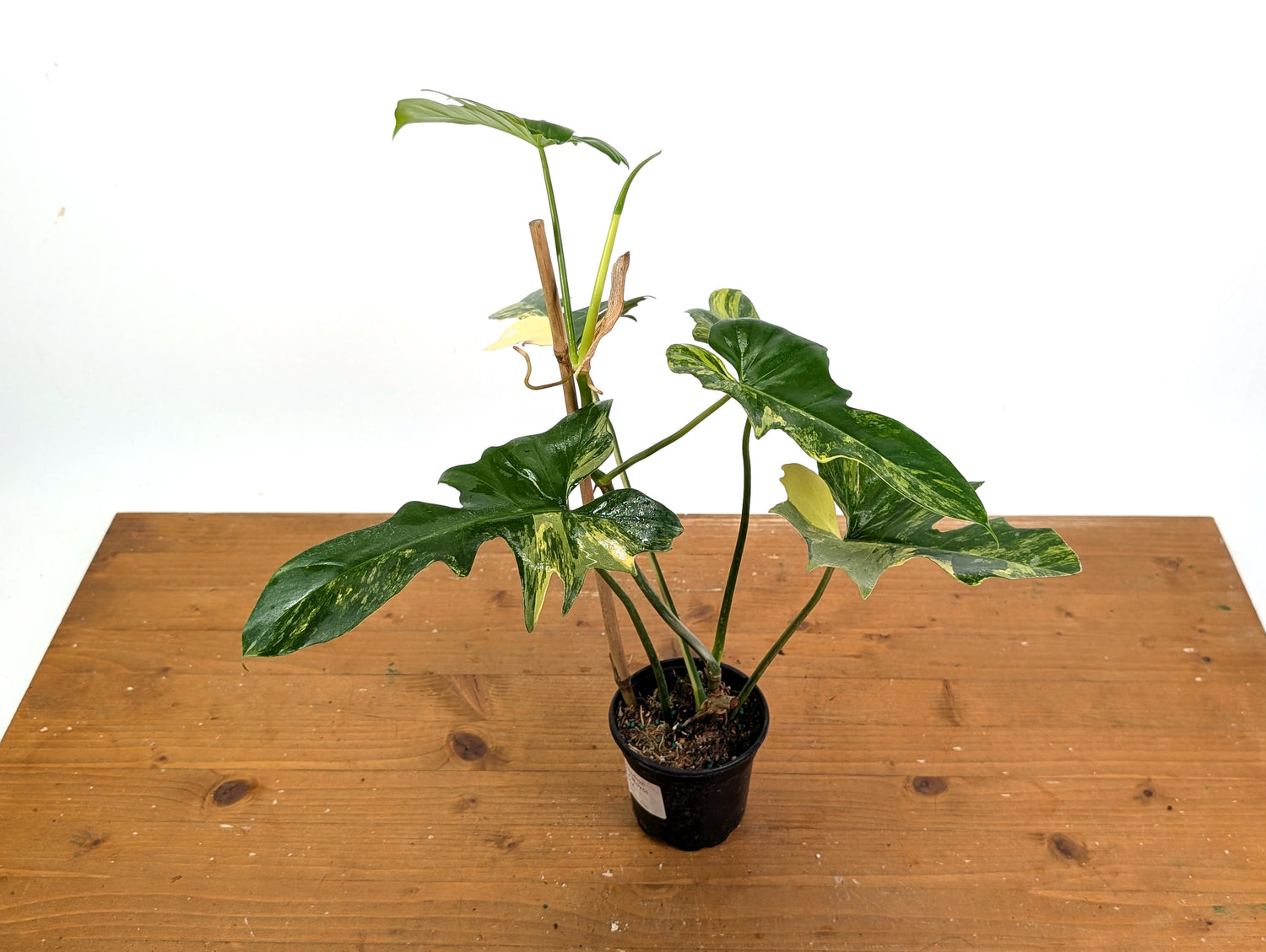 Philodendron Florida Beauty x Mayoi Variegated - Exact Plant Pictured 30A