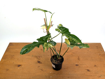 Philodendron Florida Beauty x Mayoi Variegated - Exact Plant Pictured 30A