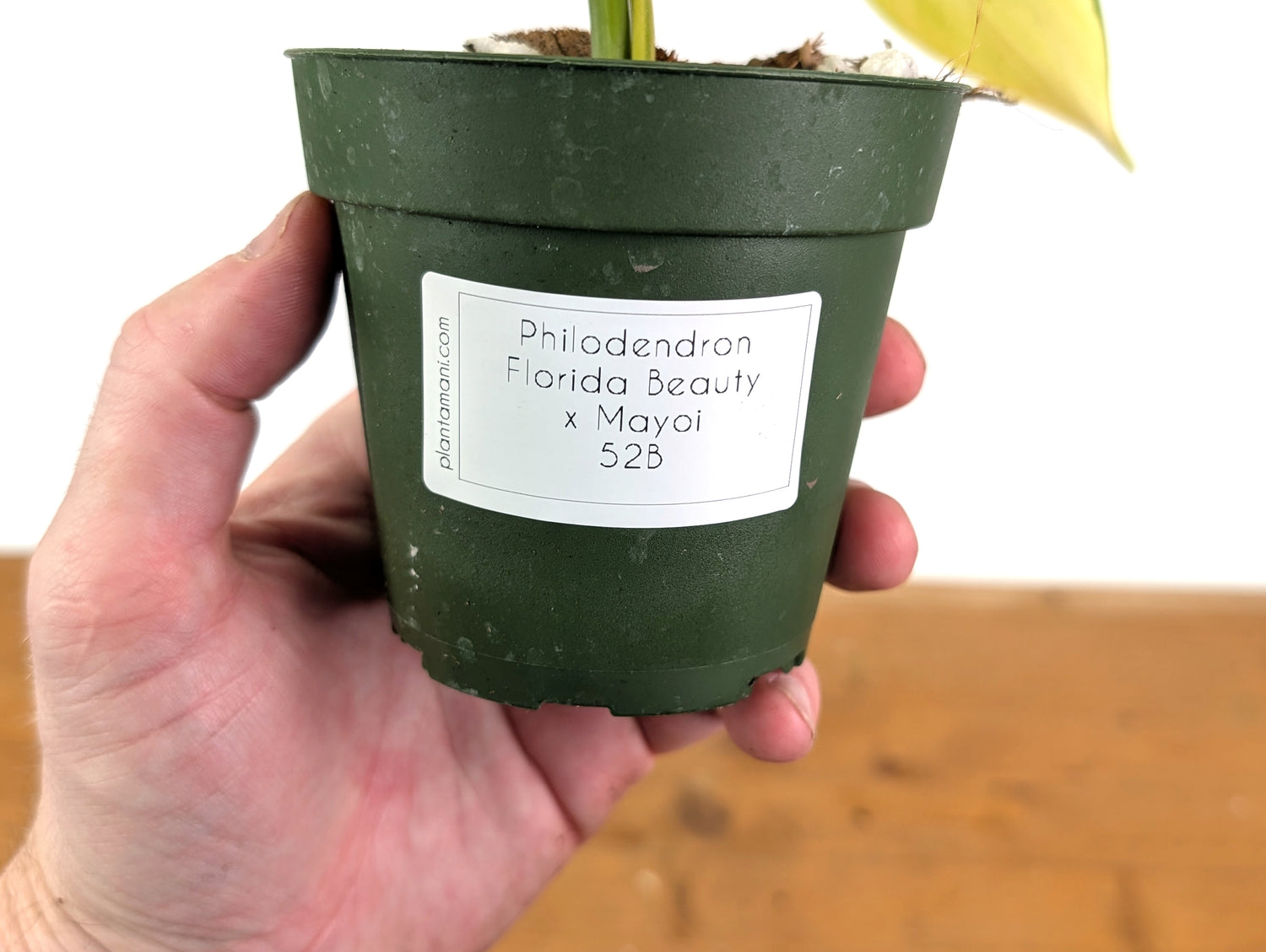 Philodendron Florida Beauty x Mayoi Variegated - Exact Plant 