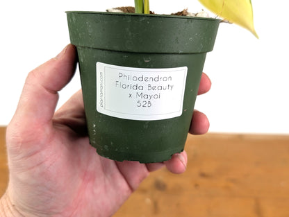 Philodendron Florida Beauty x Mayoi Variegated - Exact Plant 