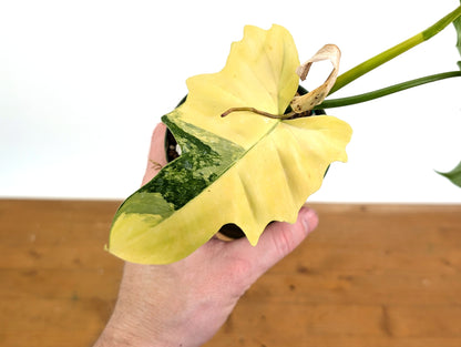 Philodendron Florida Beauty x Mayoi Variegated - Exact Plant 