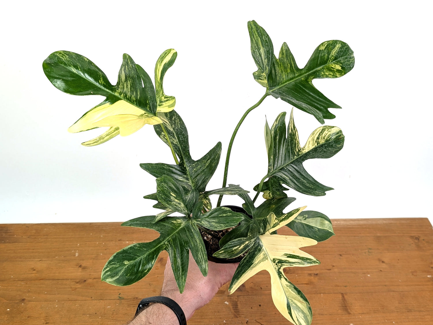 Philodendron Pedatum Variegated - Exact Plant 