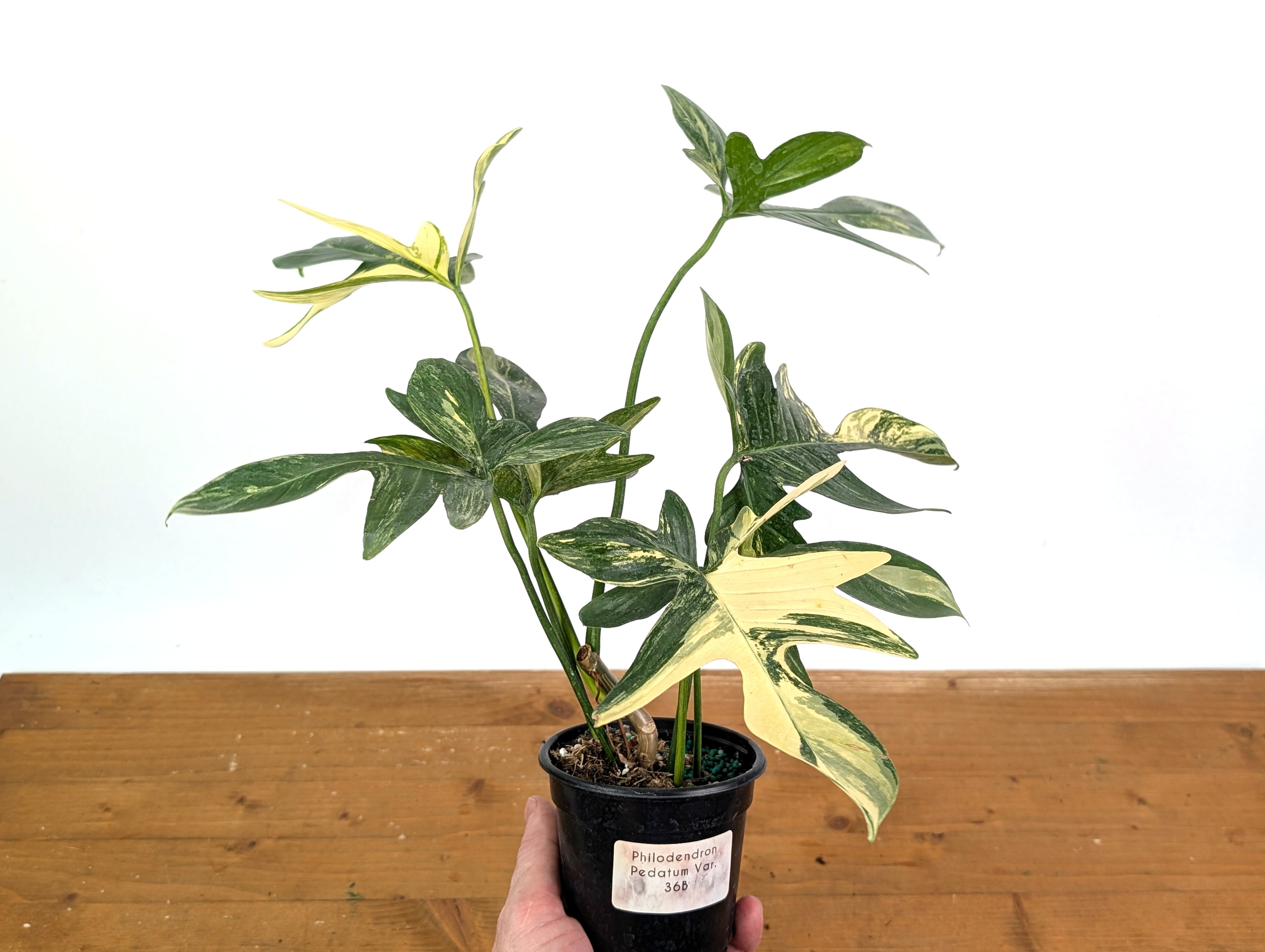 Philodendron Pedatum Variegated - Exact Plant 