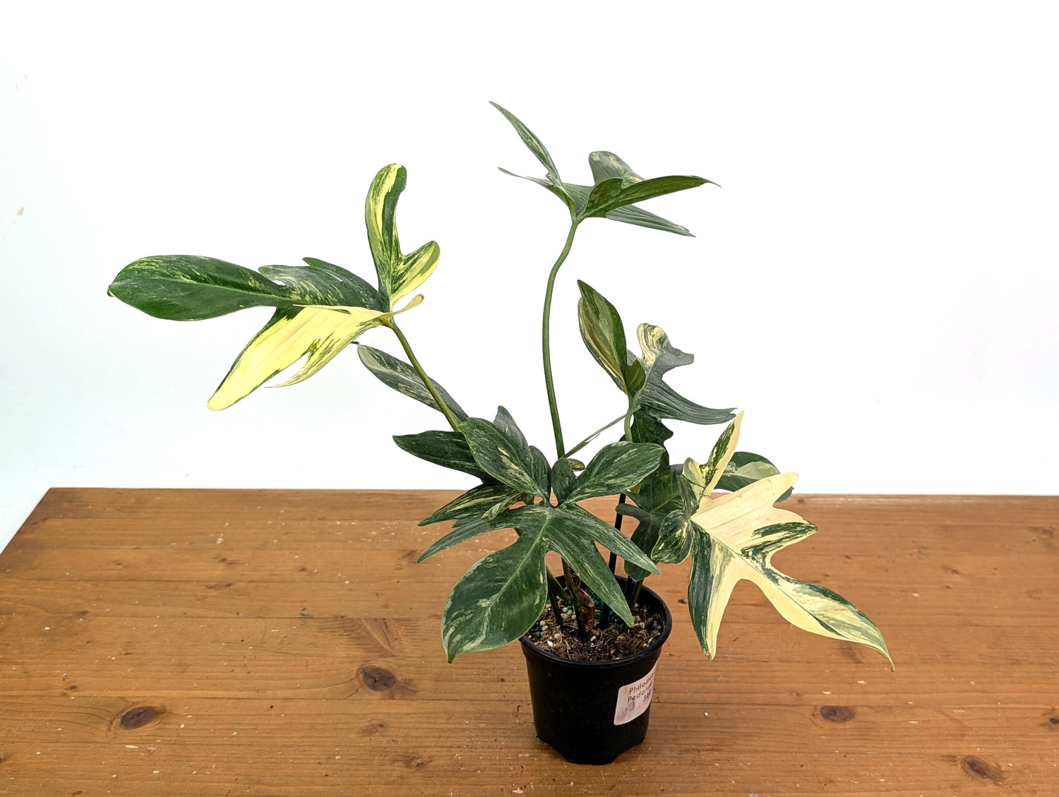 Philodendron Pedatum Variegated - Exact Plant 