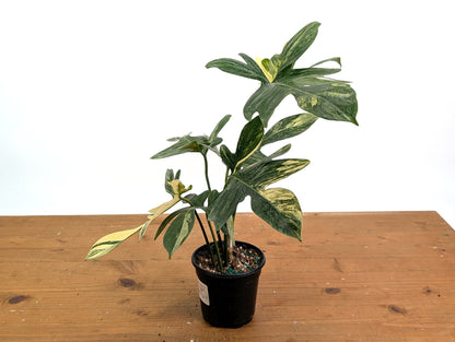 Philodendron Pedatum Variegated - Exact Plant 