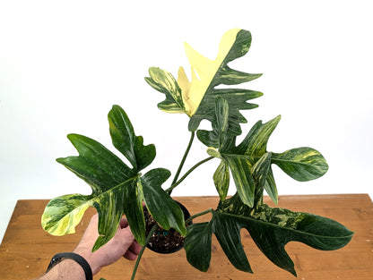 Philodendron Pedatum Variegated - Exact Plant 