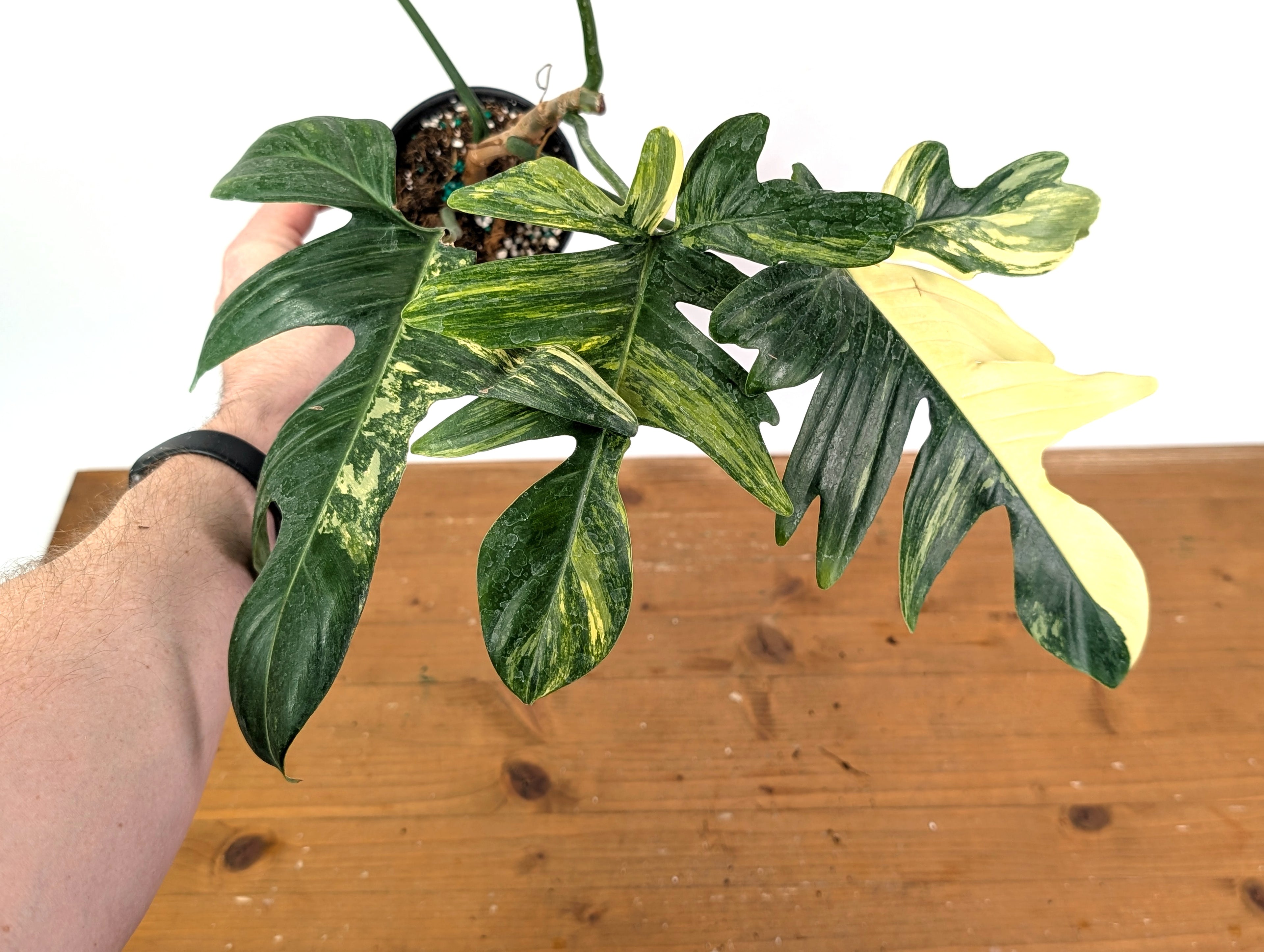 Philodendron Pedatum Variegated - Exact Plant 