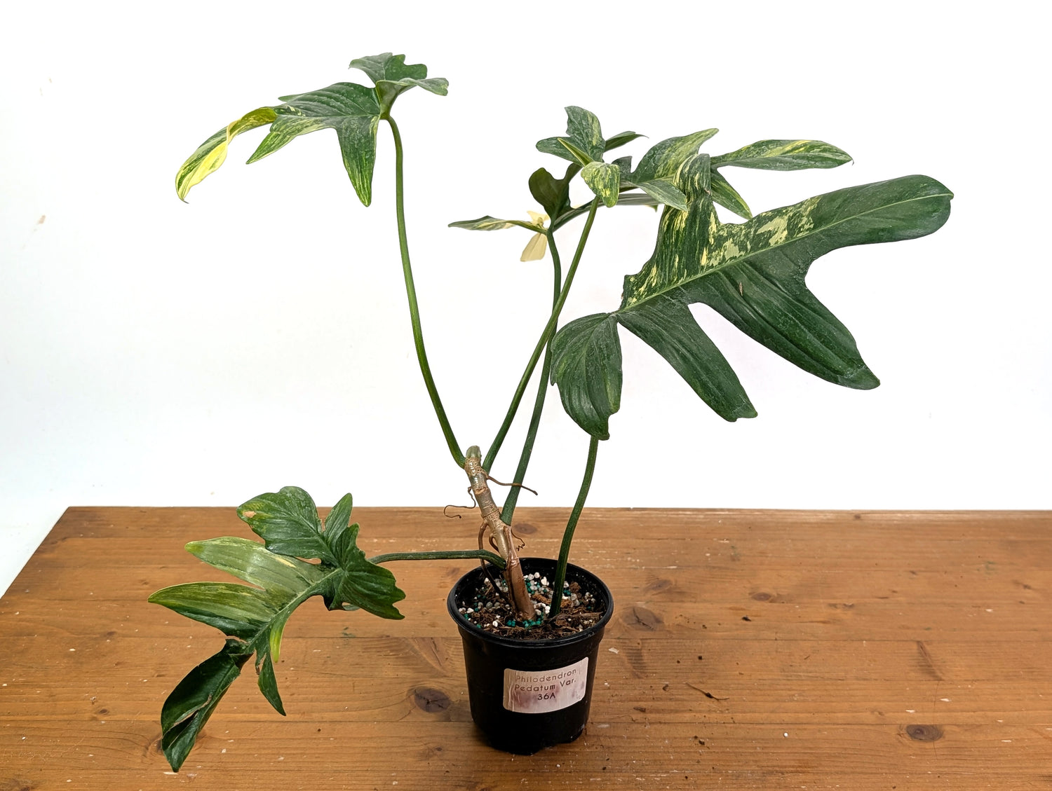 Philodendron Pedatum Variegated - Exact Plant 